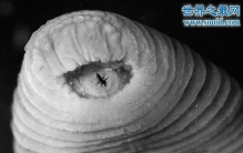 暴君水蛭是水蛭之王，不仅吸人血还能钻入器官