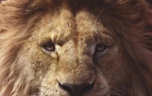 狮子王辛巴经历的启迪,狮子王辛巴看后的感言