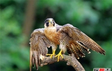 世界上速度最快的十种鸟 第一体型庞大最快可达389公里/时