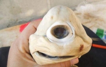 世界十大长相最奇怪的动物 独眼鲨鱼极其罕见就像虚假作品