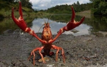 世界上最大的龙虾：体长1米，重达30斤(镇店之宝)