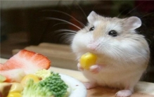 世界上最可爱的鼠类 小仓鼠（给人们生活带来了乐趣）