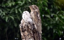 远看是树近看是鸟？生存全靠守株待兔，那些动物中的伪装大师