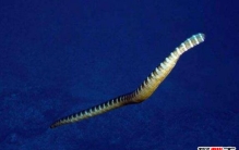 世界十大毒蛇排行榜，贝尔彻海蛇最毒(海蛇完虐陆生蛇)