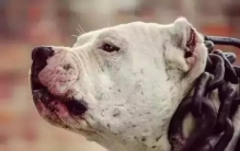 杀戮机器库达与实力悍将坎高