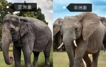 最大的非洲象13.5吨,非洲最大的大象有多重