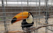 金龙玄凤鹦鹉,有紫色的玄凤鹦鹉吗