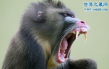 山魈食人图是真的吗，历史上竟存在人吃人的风俗