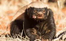 非洲平头哥吃蛇,蛇眼中的辣条