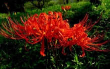 传说中的奇花,什么花有剧毒不能养