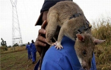 世界最大老鼠是什么 非洲巨鼠（虽然体型大但是很安静）