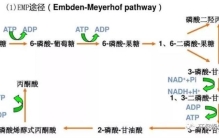 比较污的生物知识,微生物代谢知识大全