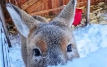 东北神兽傻狍子有多傻？傻到这份上都没灭绝，为啥遇到人类怂了