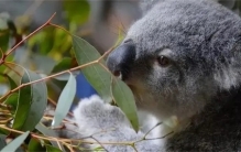 考拉只吃有毒的桉树叶，为什么不会被毒死？