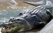 世界上最慢的火车:时速15公里(比跑步还慢)