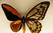 诡异的蝴蝶,在野外发现奇怪昆虫