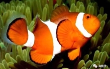 小丑鱼的鱼百科,最好养的小丑鱼是哪种