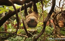 世界上最可爱的熊排名,史上最可爱大熊猫