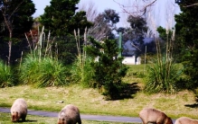 水豚“入侵”阿根廷,阿根廷成群水豚出没