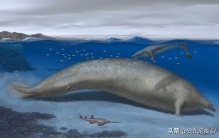 揭秘巨像秘鲁鲸：史上最重动物的震撼之谜