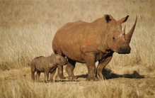 仅存两只北部白犀牛,南非259头犀牛遭盗猎