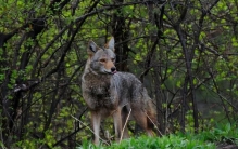 郊狼百度百科,狼和郊狼是一个物种吗
