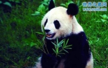 大熊猫寿命，平均寿命25岁(最老熊猫37岁)