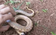 世界上最会装死的蛇，猪鼻蛇为装死撒尿喷屎(不敢咬人)