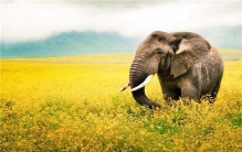 世界上睡眠最少的动物是什么 野生大象为什么睡眠少