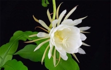 世界上最凄美的花是什么 这些花很是凄美让人惋惜