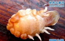 寄生虫鱼怪，使鲤鱼丧失生殖能力(但可入药)