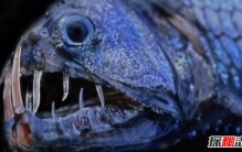 方水母和海蛇谁更毒？方水母三分钟毙命/海蛇一口毒液杀千人