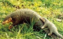 世界上最大的穿山甲 大穿山甲(体重可达33公斤)