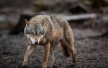 俄罗斯遭北极狼入侵沿街捕食宠物狗人遇到该怎么办