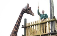 世界上最高长颈鹿,世界最高长颈鹿