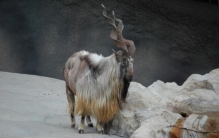 旋螺角山羊,中国捻角山羊杂交品种