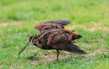 世界上飞的最慢的鸟 丘鹬(身材笨重飞起来摇摇晃晃)