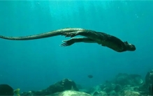 千年难得一遇的诡异生物 从神话变成现实 一个比一个传奇