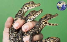 全世界最小的鳄鱼,世界上最小的鳄鱼多少只