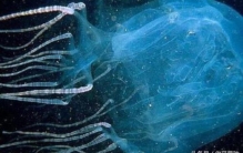 十大毒王为什么大多数在澳洲,世上十大毒王