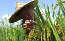 竹稻是什么   关于竹稻的研发历程（花费近半个世纪）