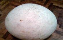 世界上最大的蛋 象鸟蛋的大小尺寸是多少