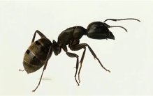 霸占蚂蚁的巢穴 伤害蚂蚁的族类 冒充蚂蚁的动物到底来头多大