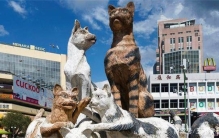 亚洲猫城：城市以猫为名 连电台都要猫咪FM 空军曾空投上万只猫