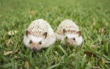 民间故事白大仙,民间故事白仙