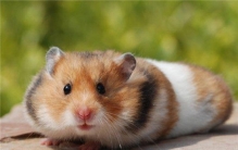 金丝熊寿命有多长？养金丝熊需要注意哪些问题