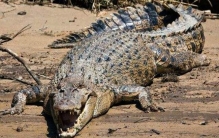 世界上寿命最长的蜥蜴：帝王蛇蜥，在博物馆中存活54年