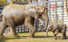 华中首例！世界最大陆地动物非洲象在武汉成功繁育，小象已断奶