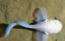 世界上最长的海沟，秘鲁智利海沟(长约5900公里)