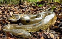 世界上最恐怖的现实怪兽Top5，尼斯湖水怪（第三会吸血）